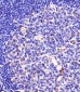 SF3B1 Antibody (N-term)
